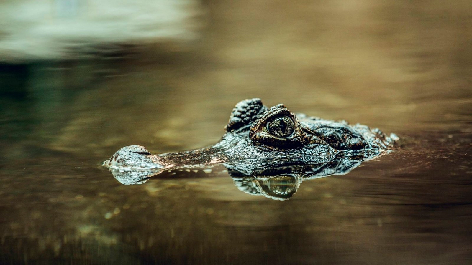 ¿Qué es realmente la fotografía de fauna salvaje?